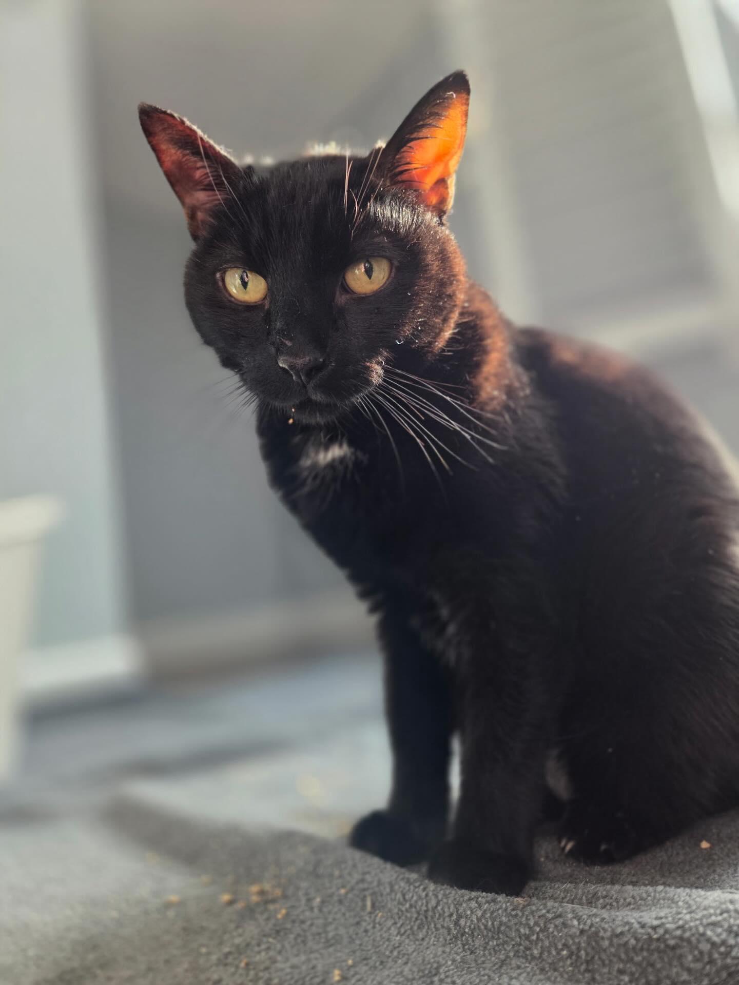 Enlarge Midnight Knowles (Hospice), a ADOPTABLE Domestic Short Hair in Levittown, PA image 3/3