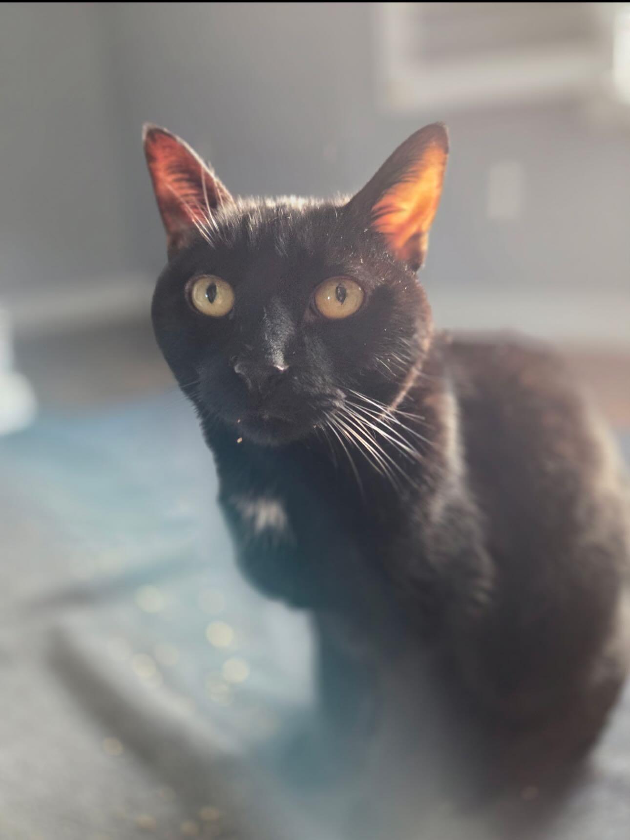 Enlarge Midnight Knowles (Hospice), a ADOPTABLE Domestic Short Hair in Levittown, PA image 1/3