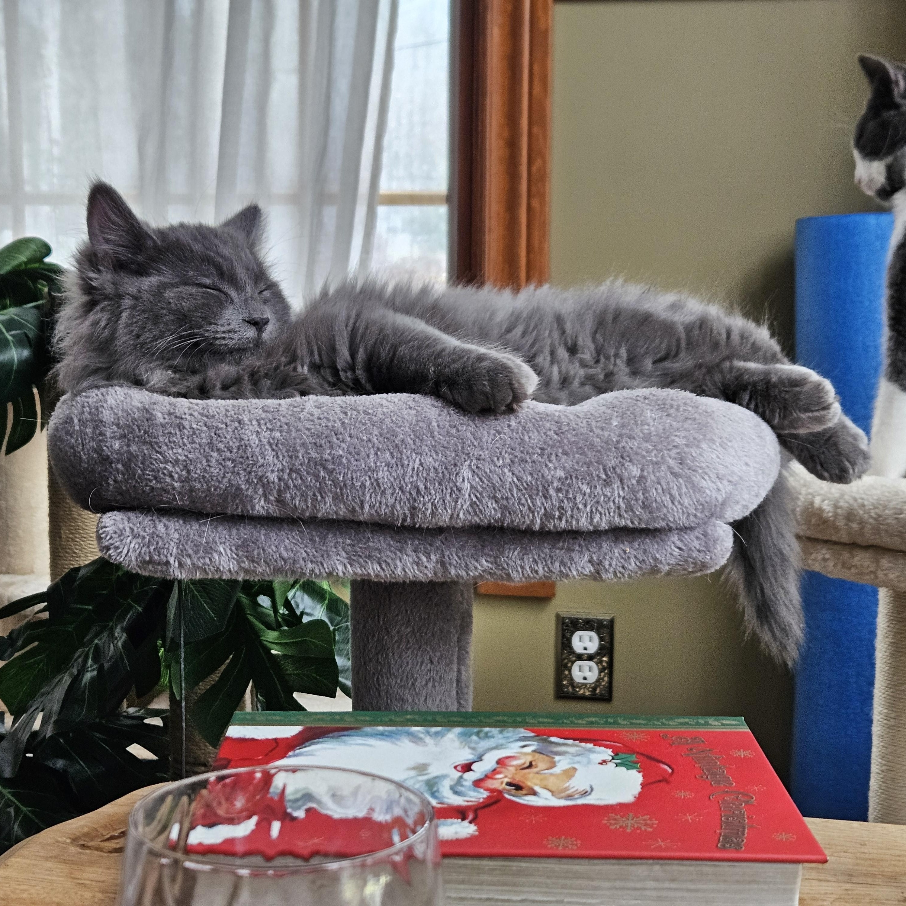 Enlarge Floofy, an adopted Domestic Long Hair in Wakefield, QC image 3/5