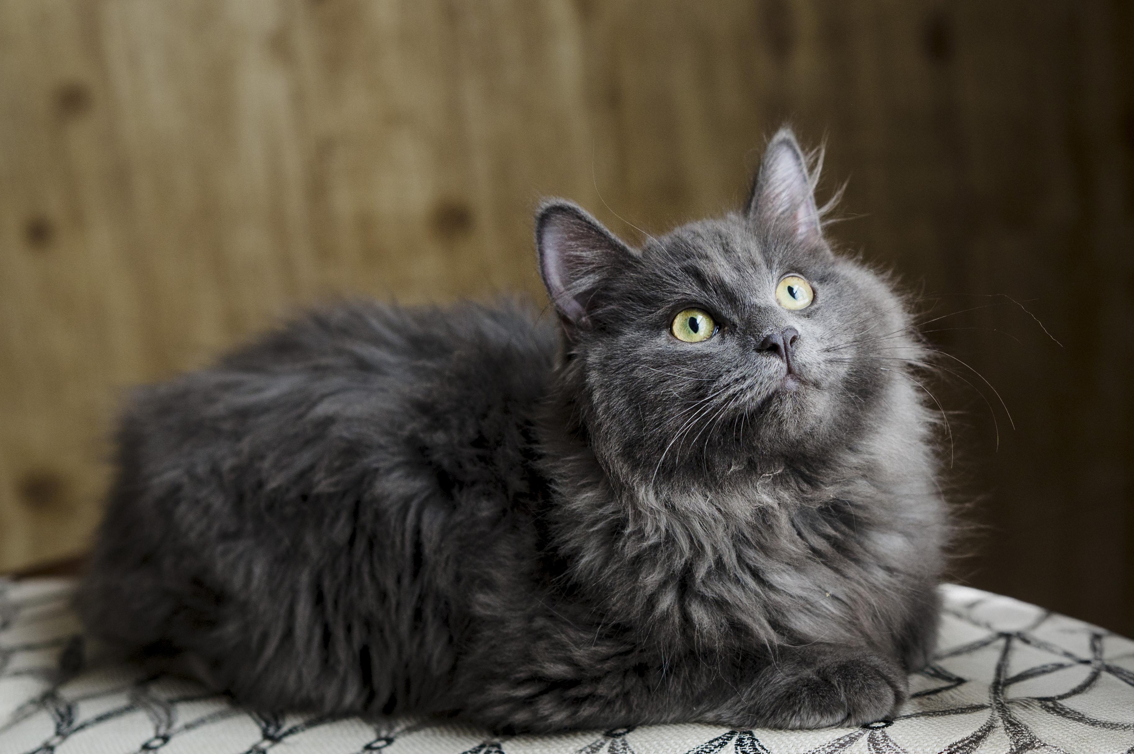 Enlarge Floofy, an adopted Domestic Long Hair in Wakefield, QC image 1/5