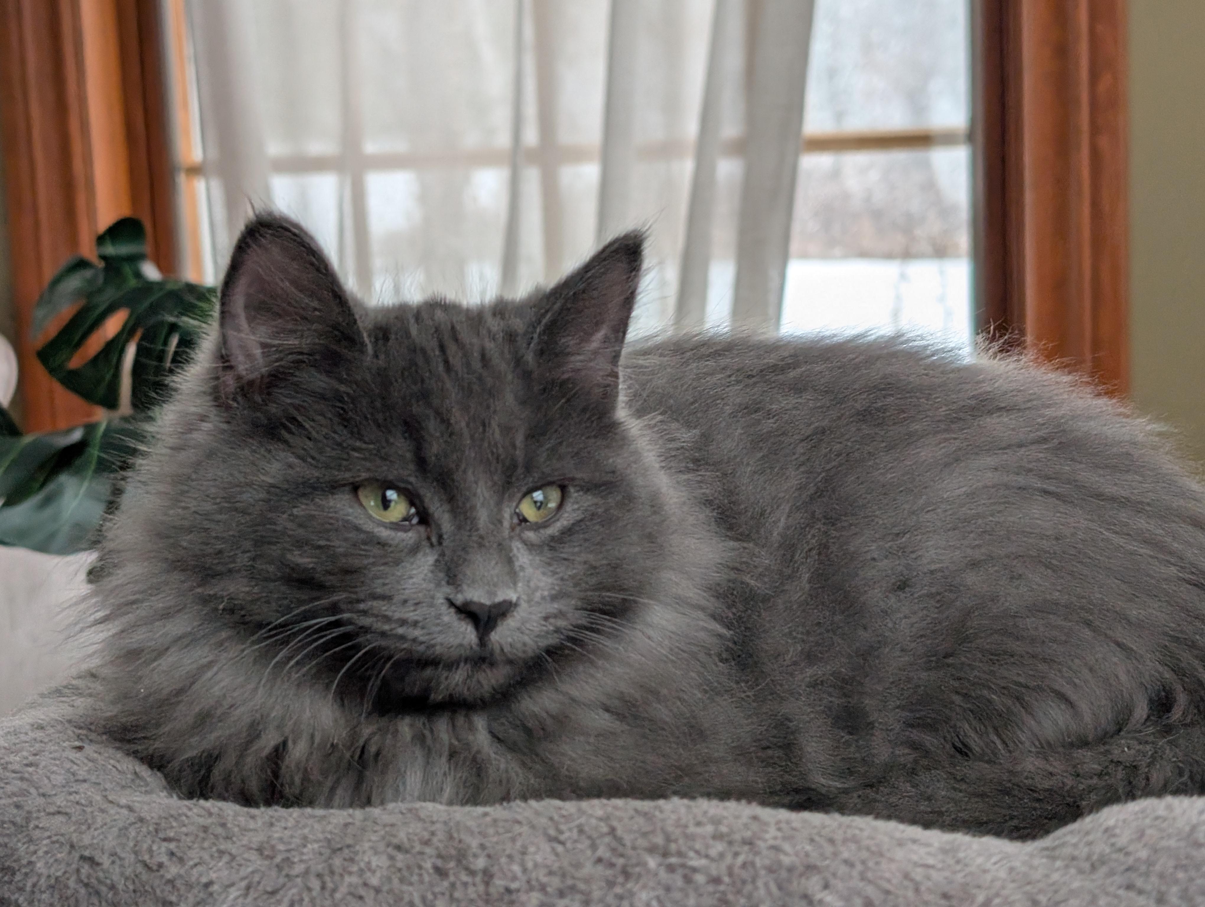 Enlarge Floofy, an adopted Domestic Long Hair in Wakefield, QC image 2/5