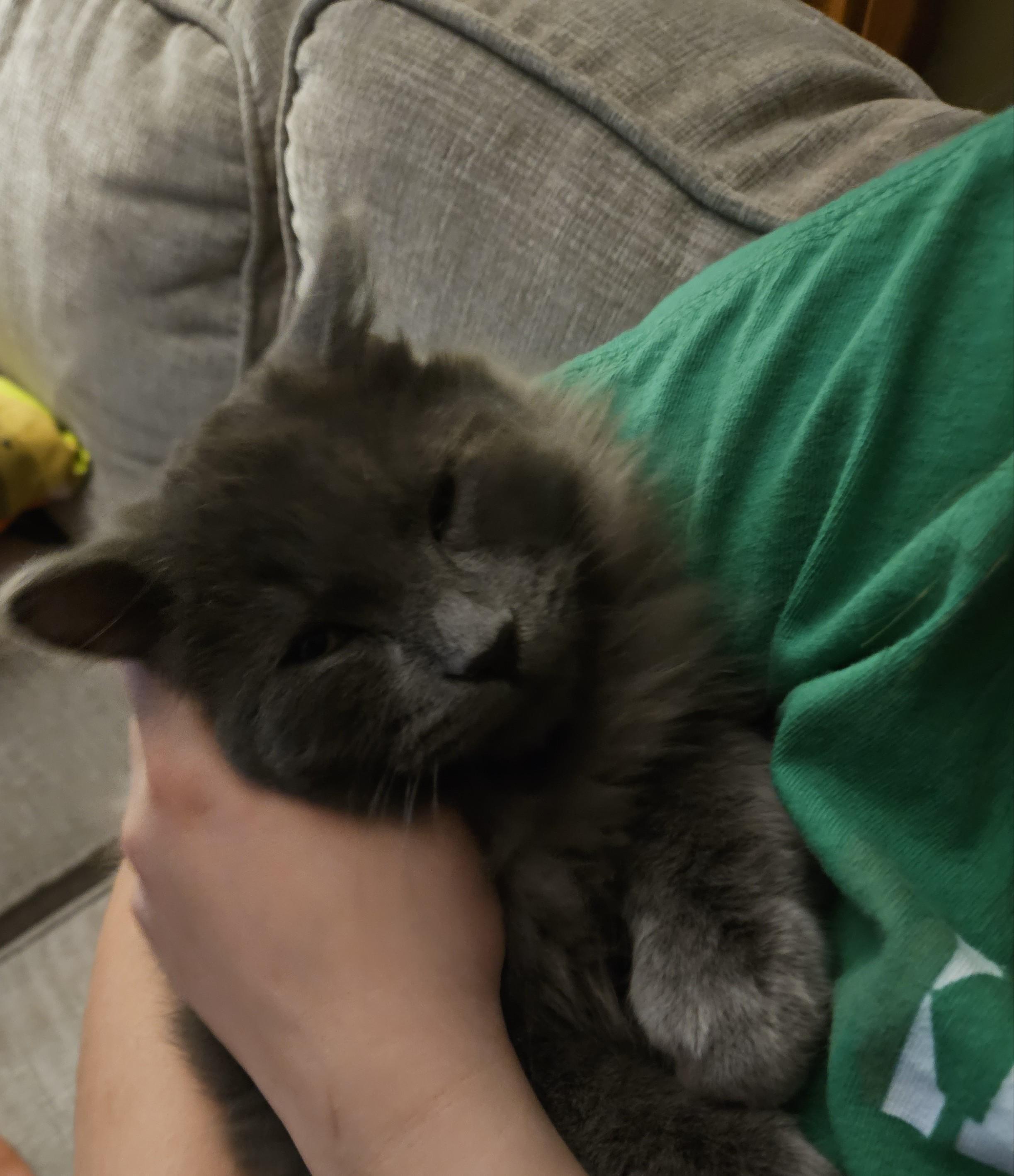 Enlarge Floofy, an adopted Domestic Long Hair in Wakefield, QC image 4/5