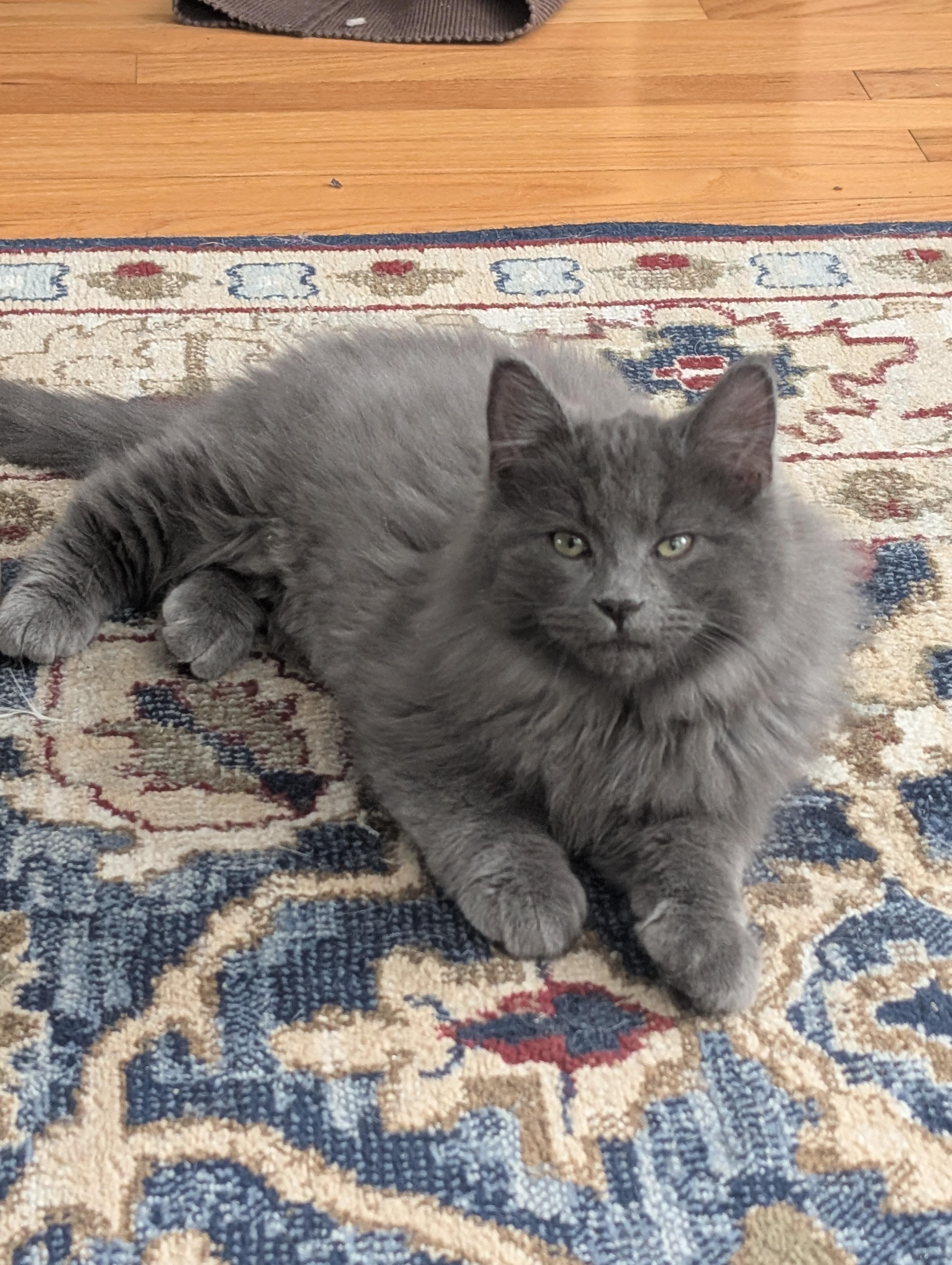 Enlarge Floofy, an adopted Domestic Long Hair in Wakefield, QC image 5/5
