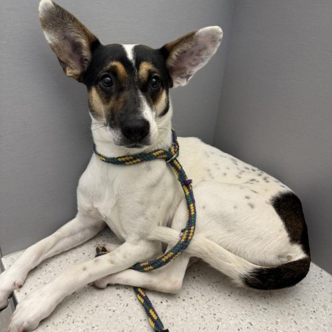 Enlarge Tina, a Adoptable mixed breed in Denver, CO image 1/4