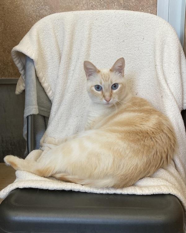 Enlarge Snowman, a Adoptable mixed breed in Novato, CA image 1/2