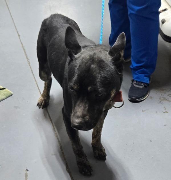 26-01-0228a Rodney, Adoptable, Adult Male Shepherd.