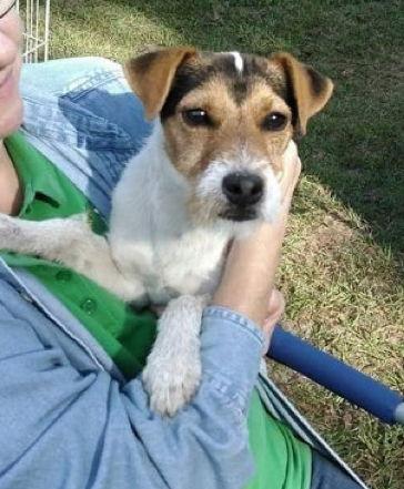 Hardy - Lance~, Adoptable, Young Male Parson Russell Terrier.