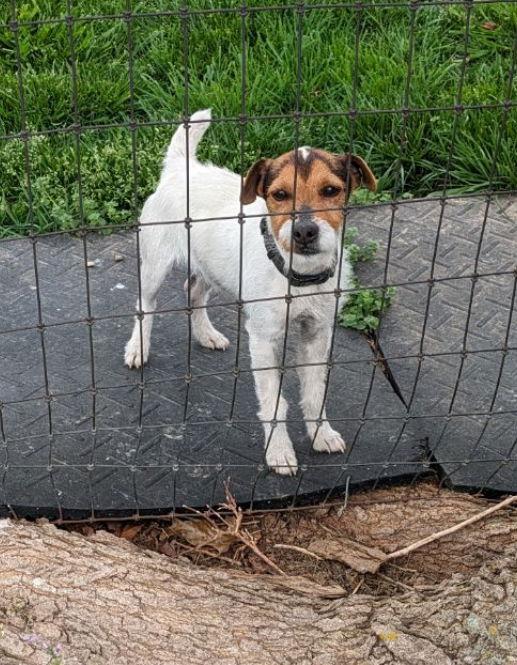Hardy - Lance~, a Adoptable Parson Russell Terrier in Columbia, TN image 2/3