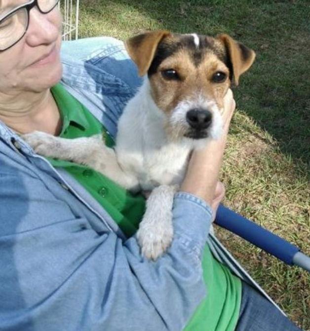 Hardy - Lance~, a Adoptable Parson Russell Terrier in Columbia, TN image 3/3
