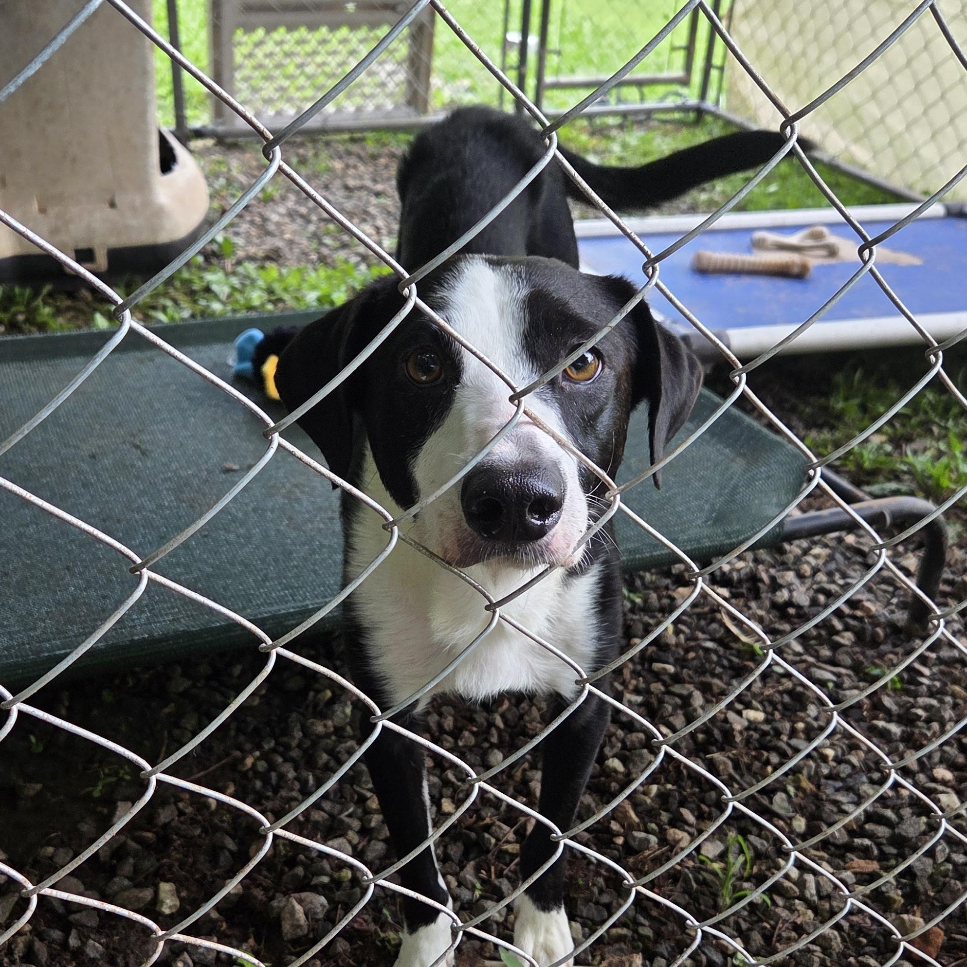 Sheila, an adoptable McNab, Border Collie in Franklin, NC, 28734 | Photo Image 2