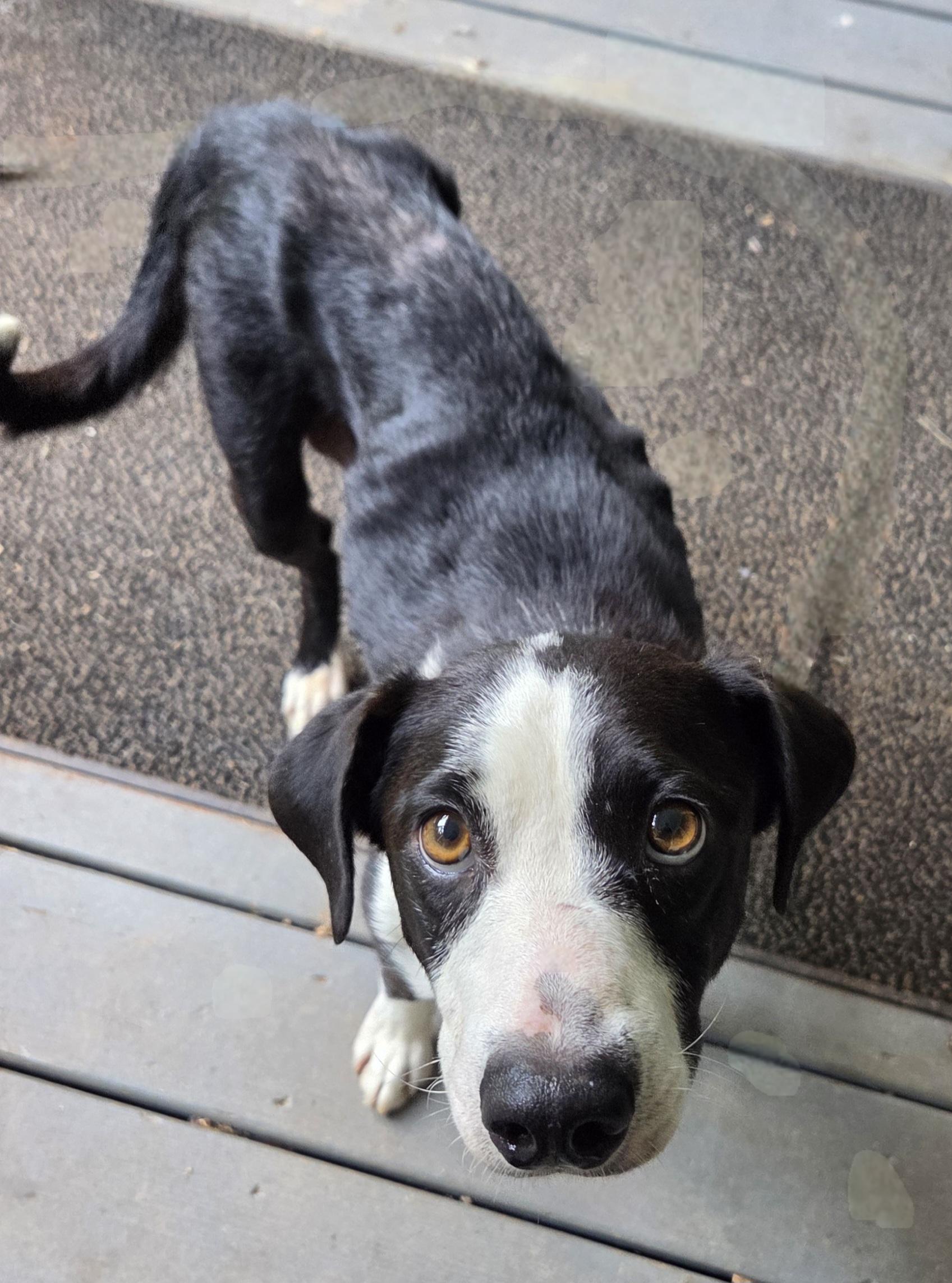 Sheila, an adoptable McNab, Border Collie in Franklin, NC, 28734 | Photo Image 3