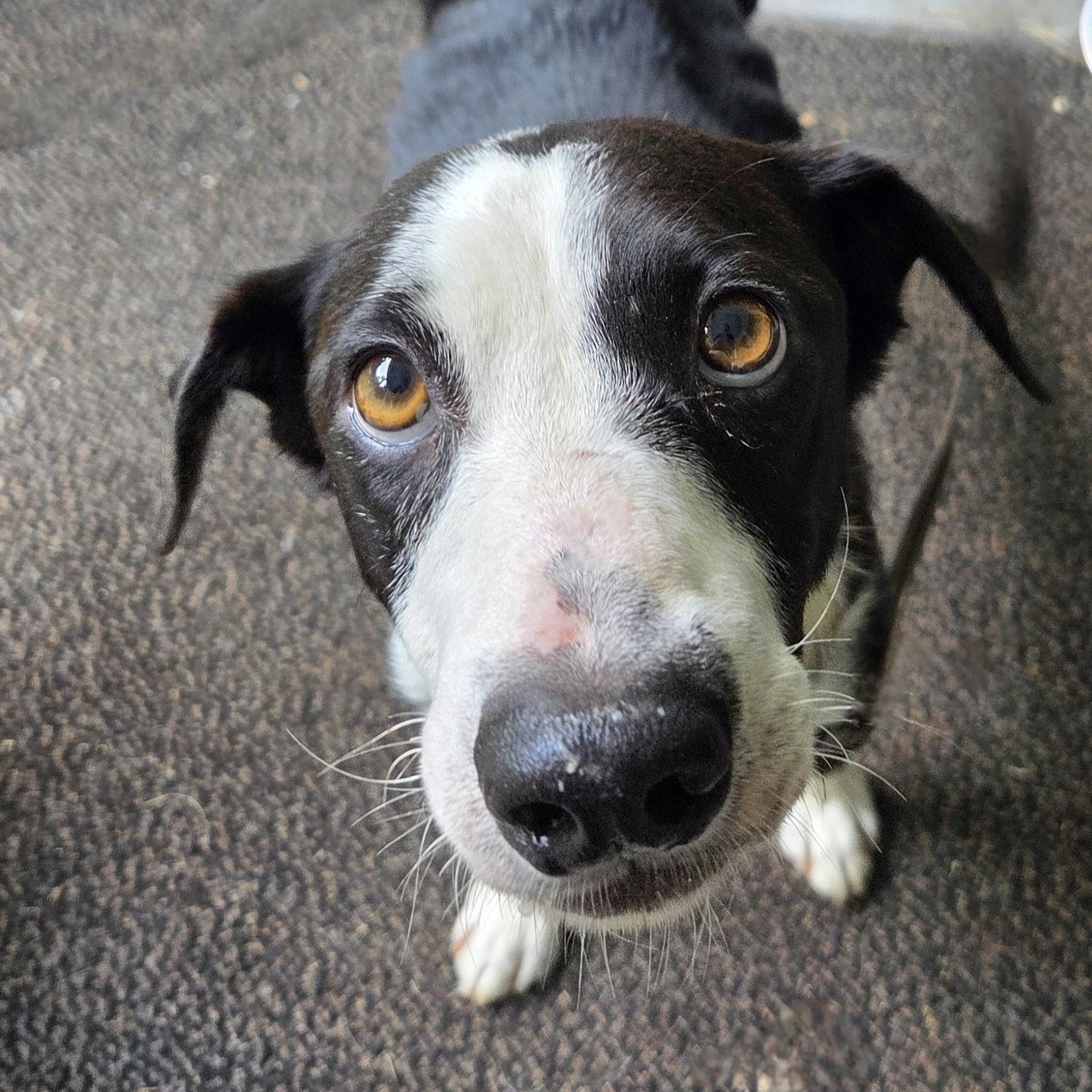 Sheila, an adoptable McNab, Border Collie in Franklin, NC, 28734 | Photo Image 1