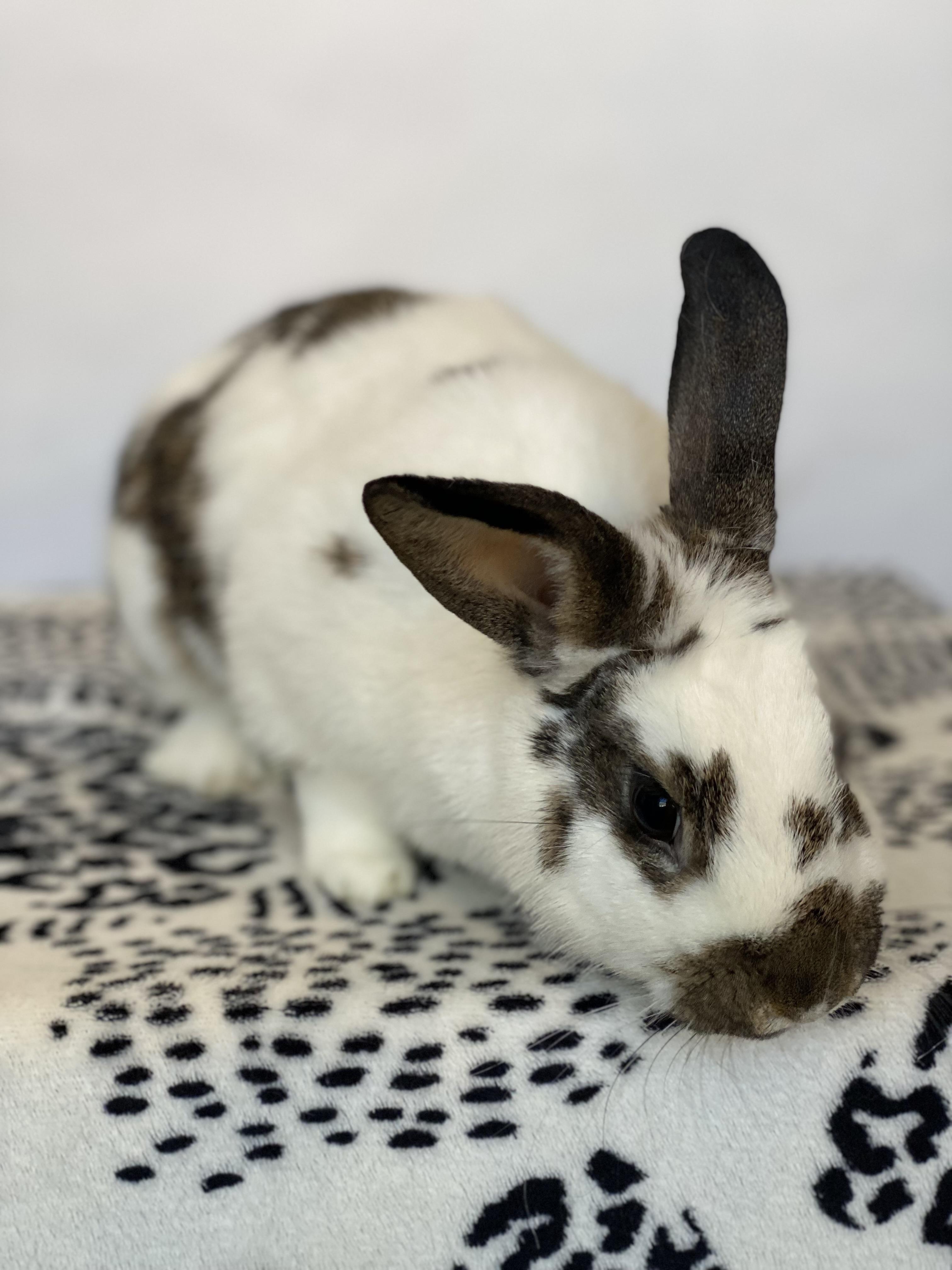 Bluebell, Adopted, Adult Male English Spot.