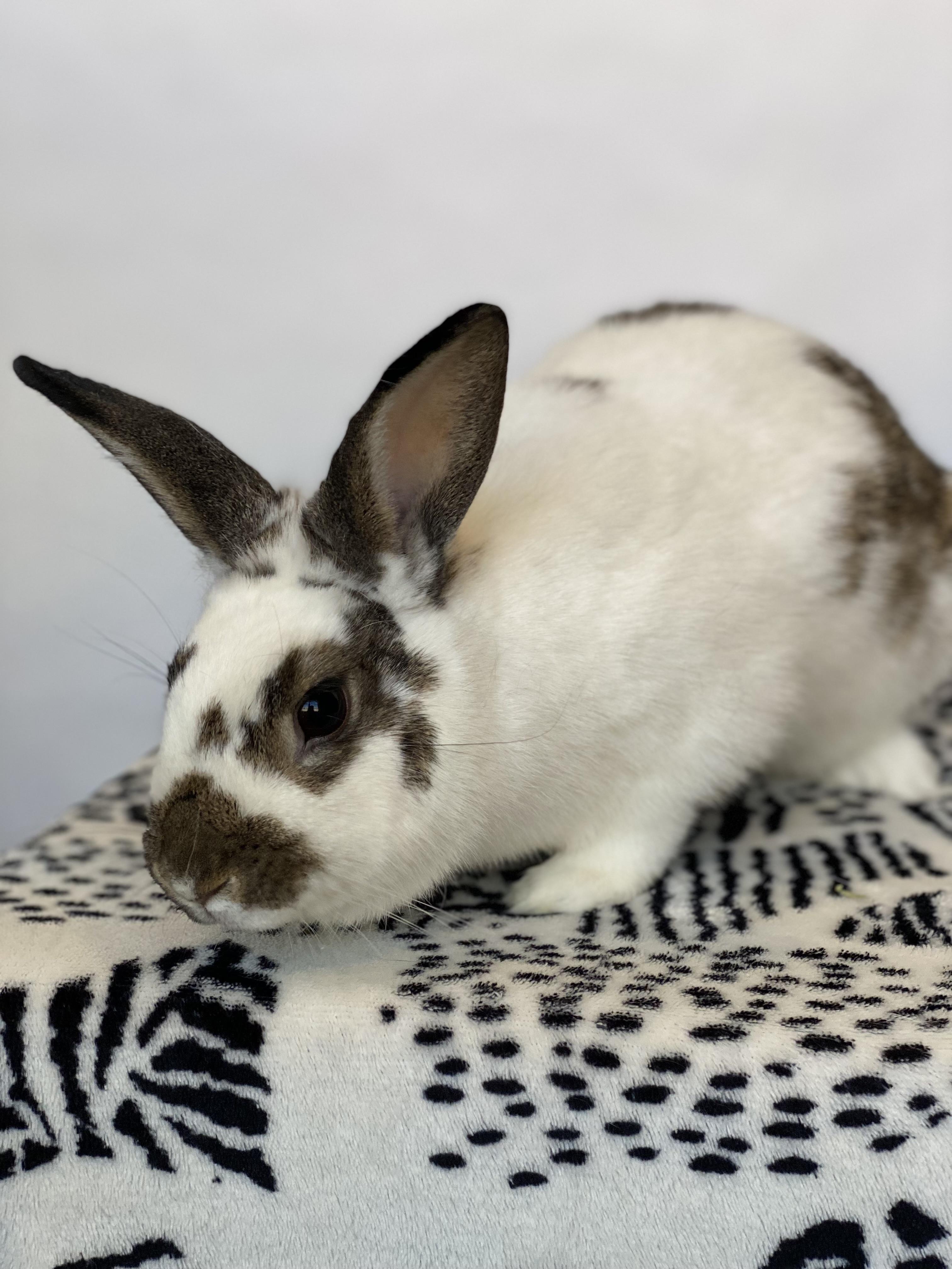 Enlarge Bluebell, a Adopted English Spot in San Antonio, TX image 2/6