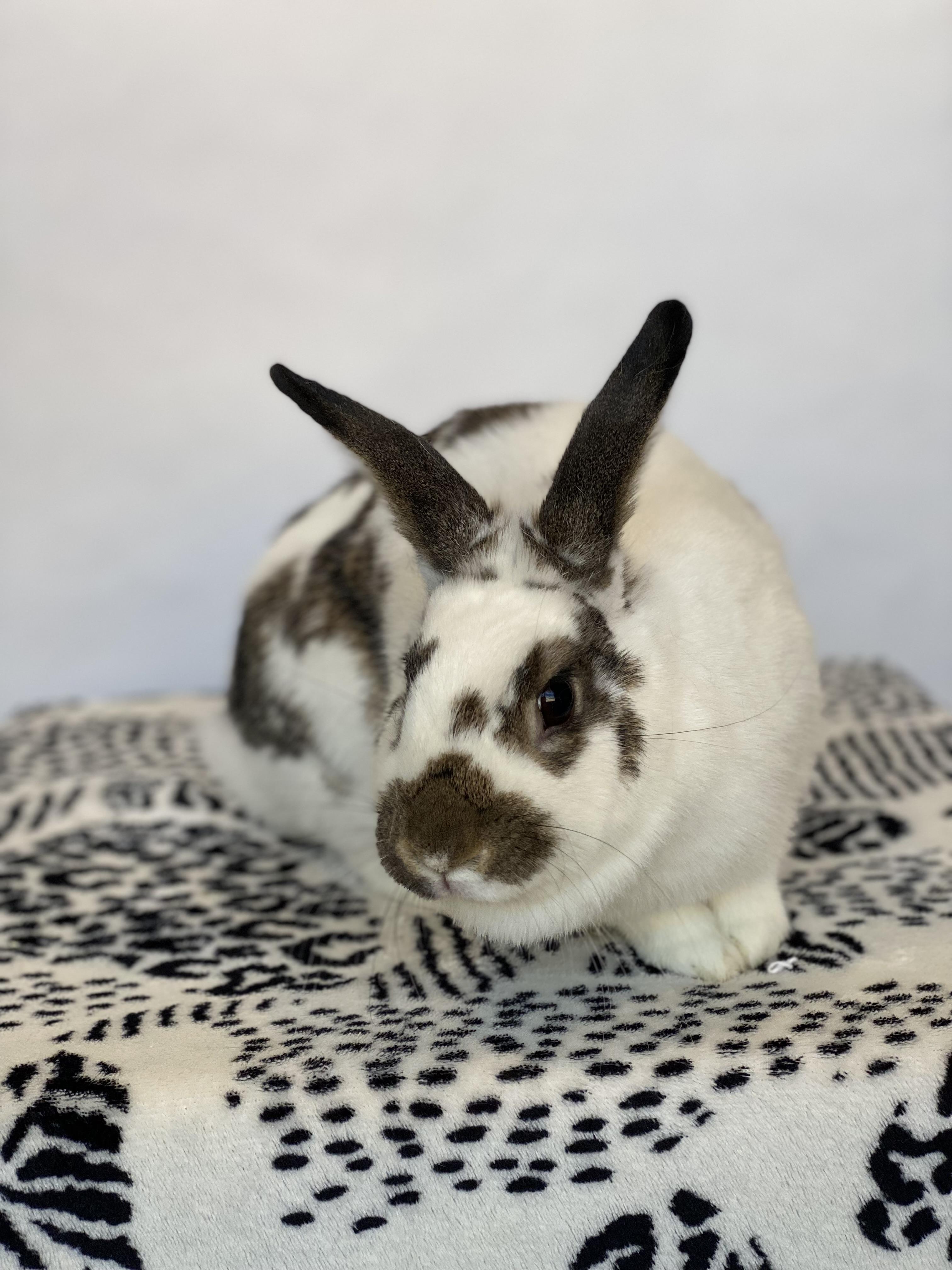 Enlarge Bluebell, a Adopted English Spot in San Antonio, TX image 3/6