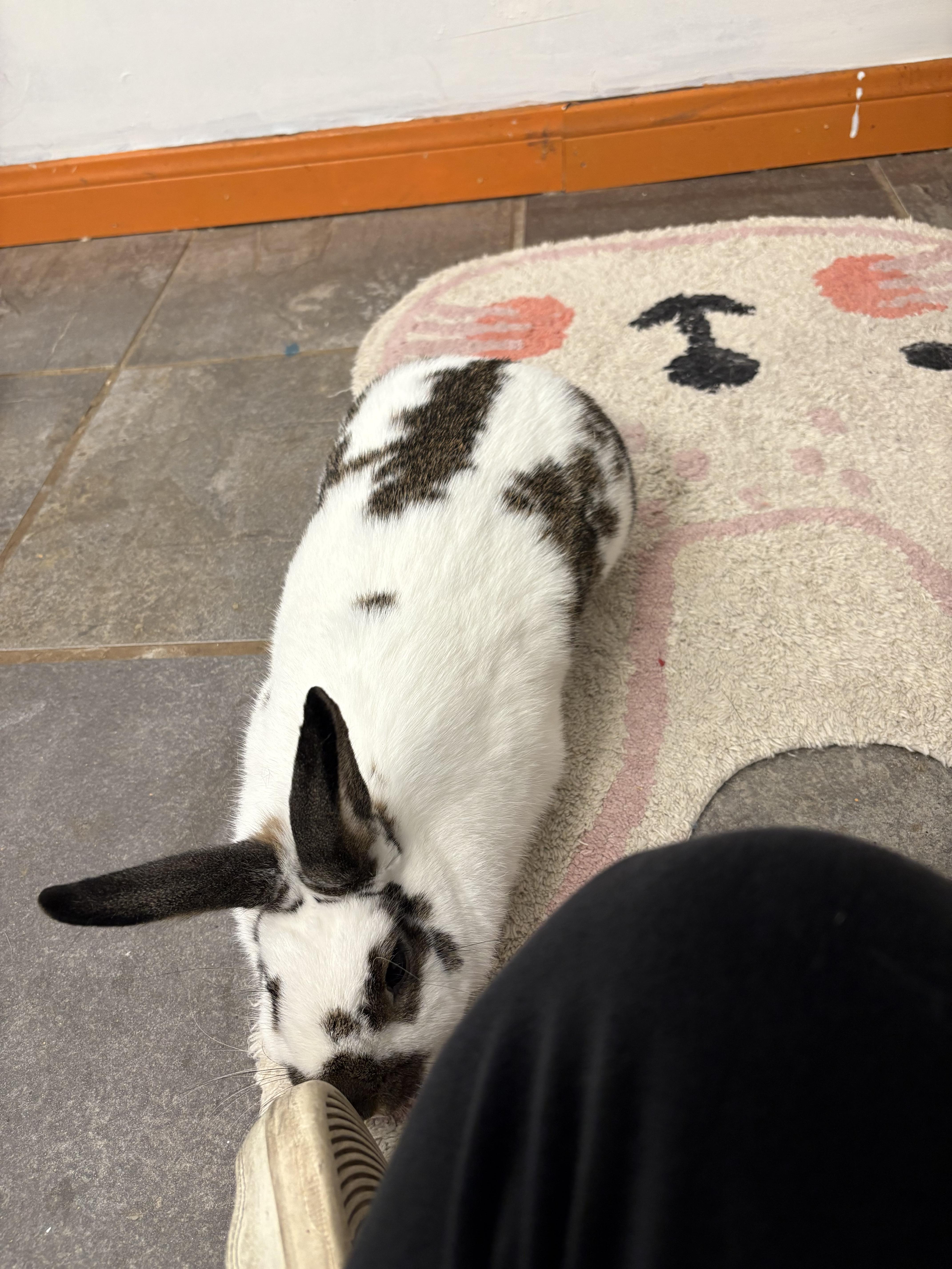 Enlarge Bluebell, a Adopted English Spot in San Antonio, TX image 4/6