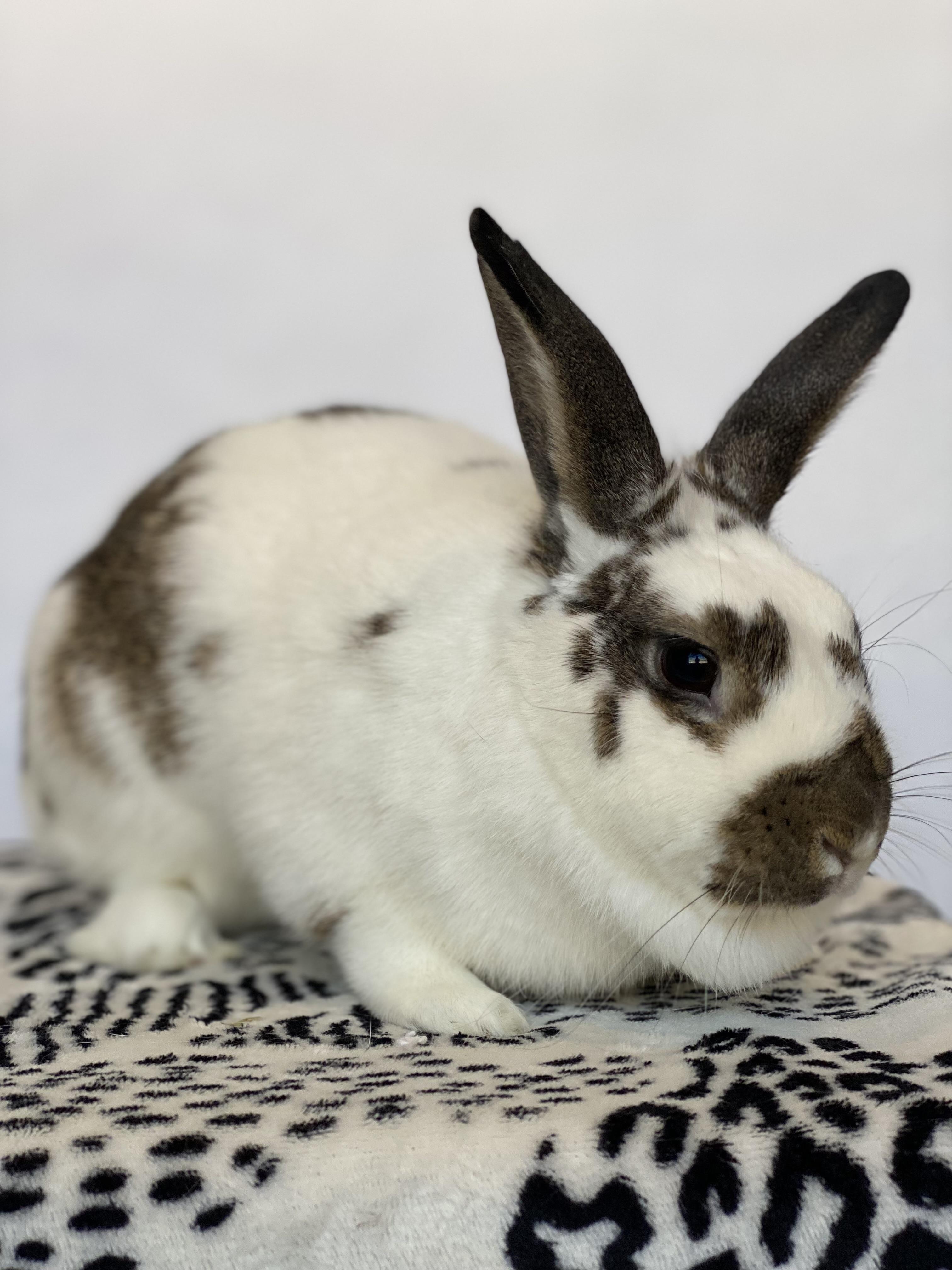 Enlarge Bluebell, a Adopted English Spot in San Antonio, TX image 6/6