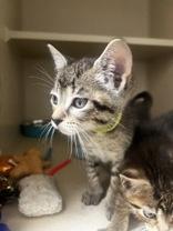 Pinto, an adoptable Domestic Short Hair in Winfield, KS, 67156 | Photo Image 1