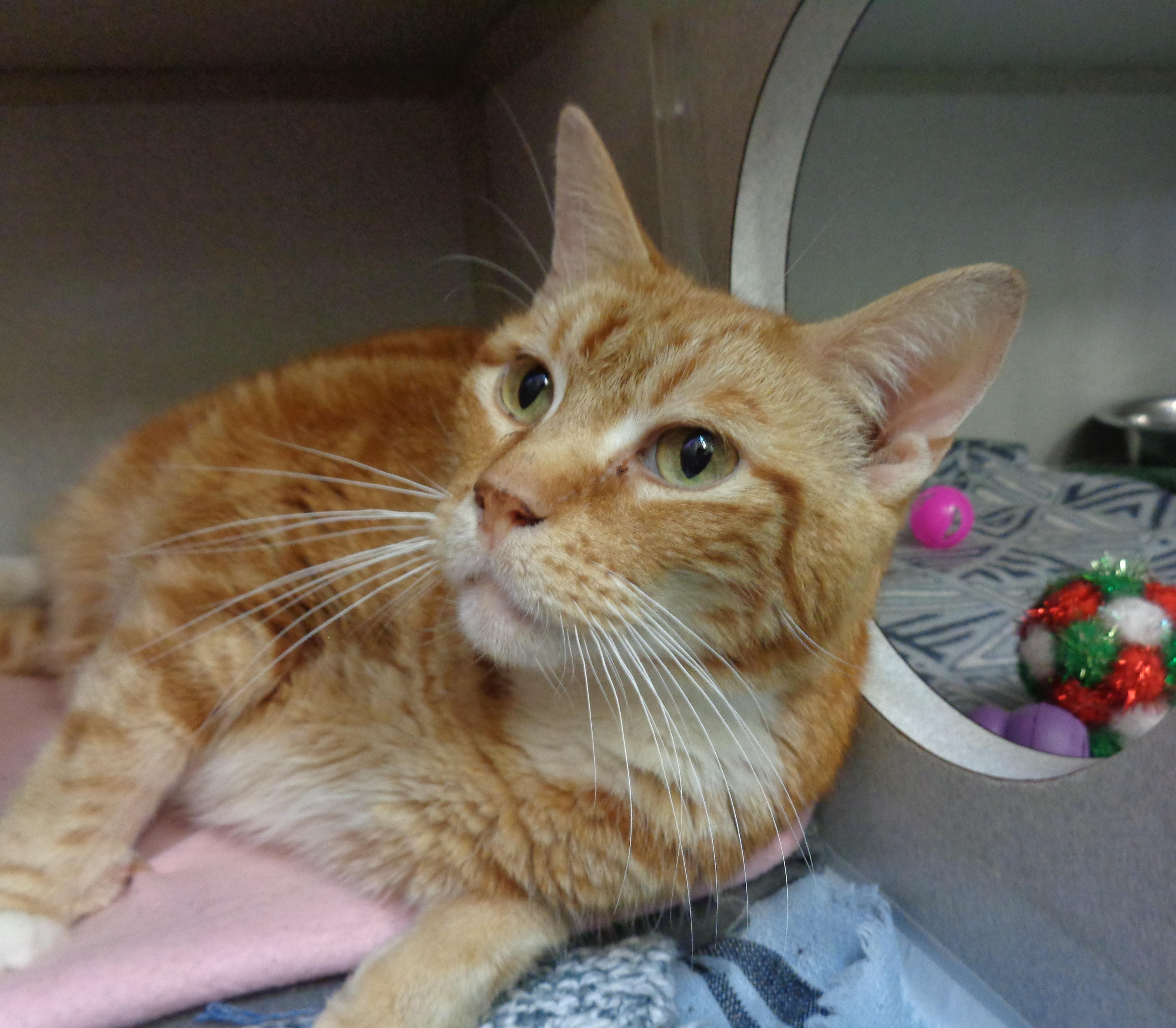 Enlarge HERBIE, a Adoptable Tabby in Delhi, NY image 1/6