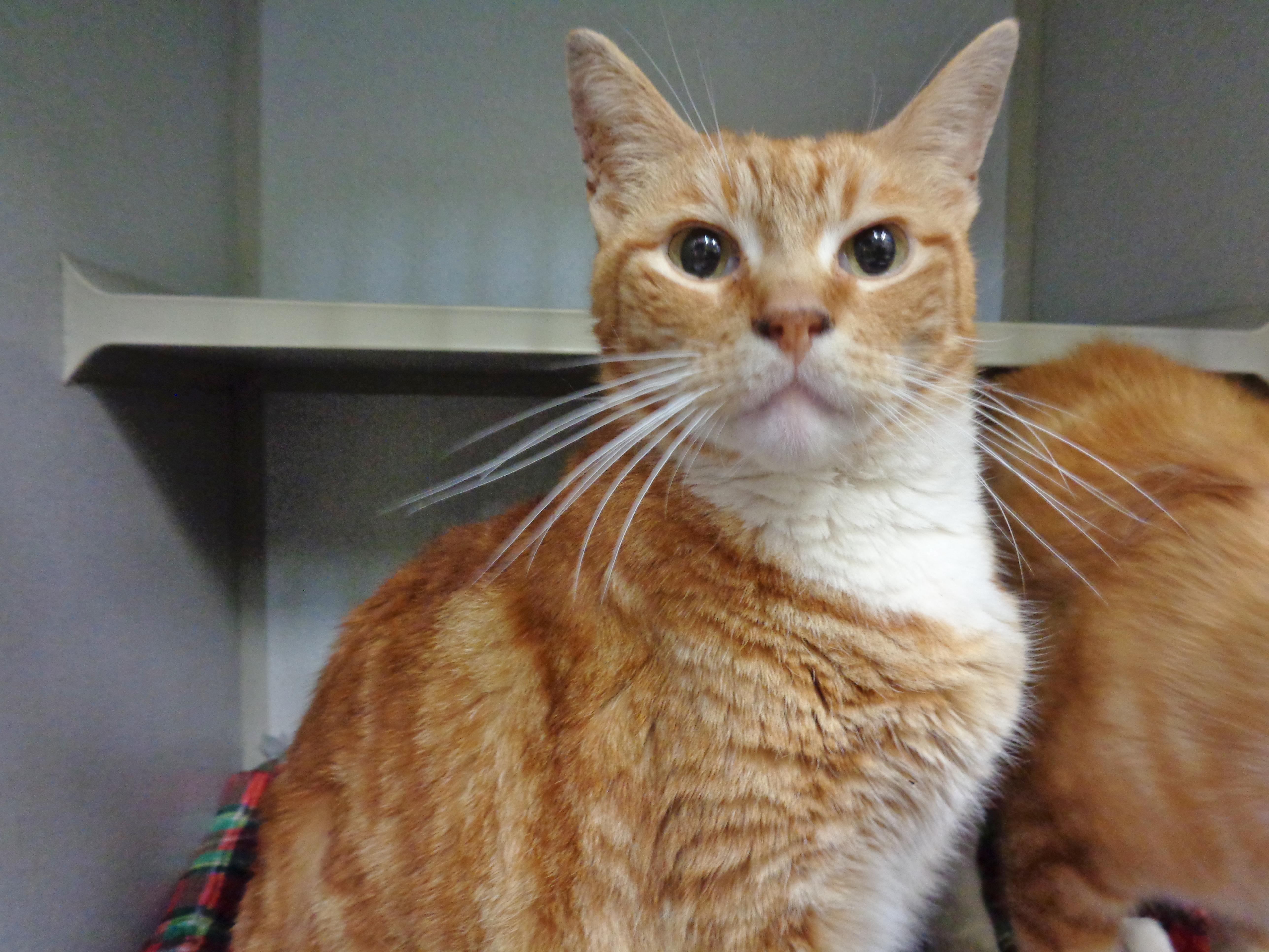 Enlarge HERBIE, a Adoptable Tabby in Delhi, NY image 4/6