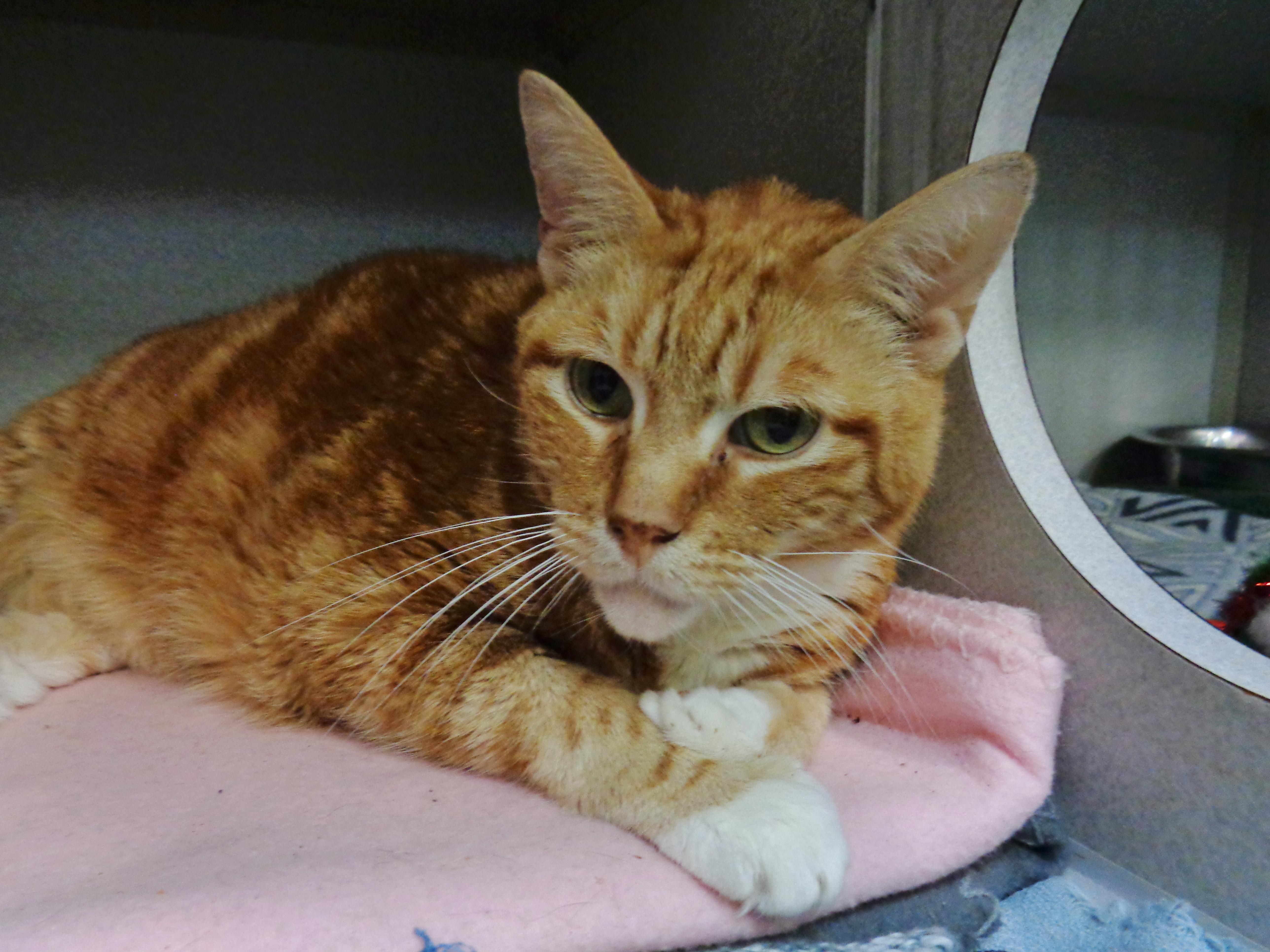 Enlarge HERBIE, a Adoptable Tabby in Delhi, NY image 6/6