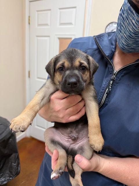 Meet Puppy Thorne — Needing a home for the holidays!