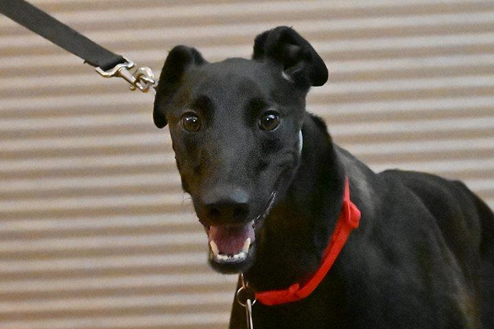 Enlarge Land, a Adoptable Greyhound in Minneapolis, MN image 2/3