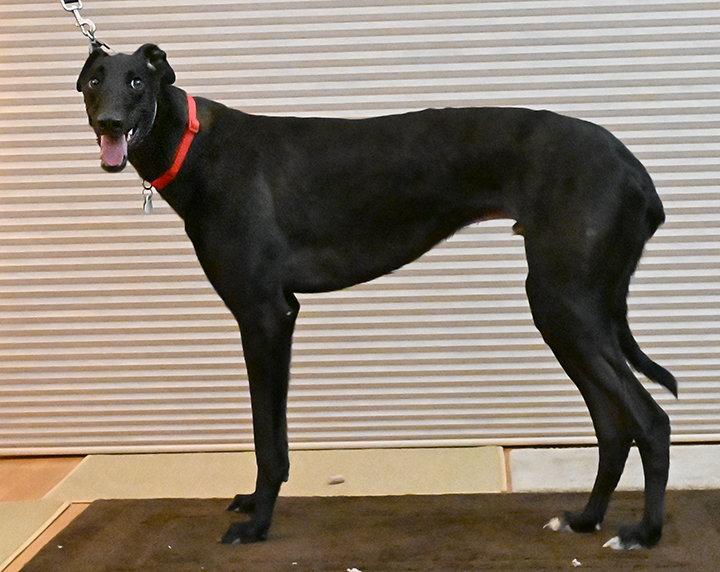 Enlarge Land, a Adoptable Greyhound in Minneapolis, MN image 3/3