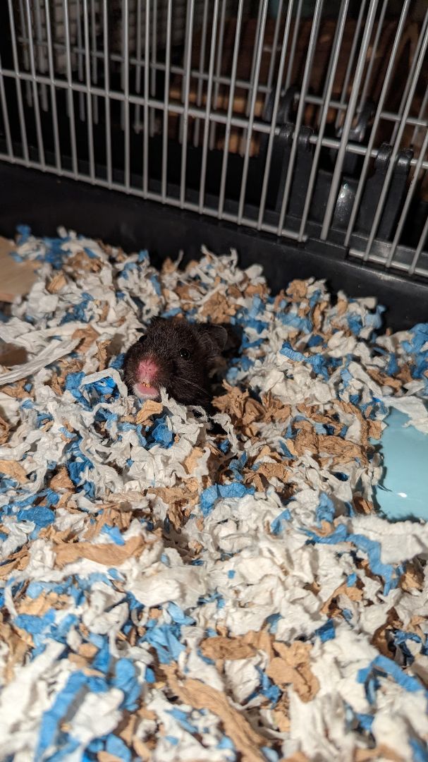 Enlarge Lemmy, a Adopted Hamster in Kent, WA image 1/4