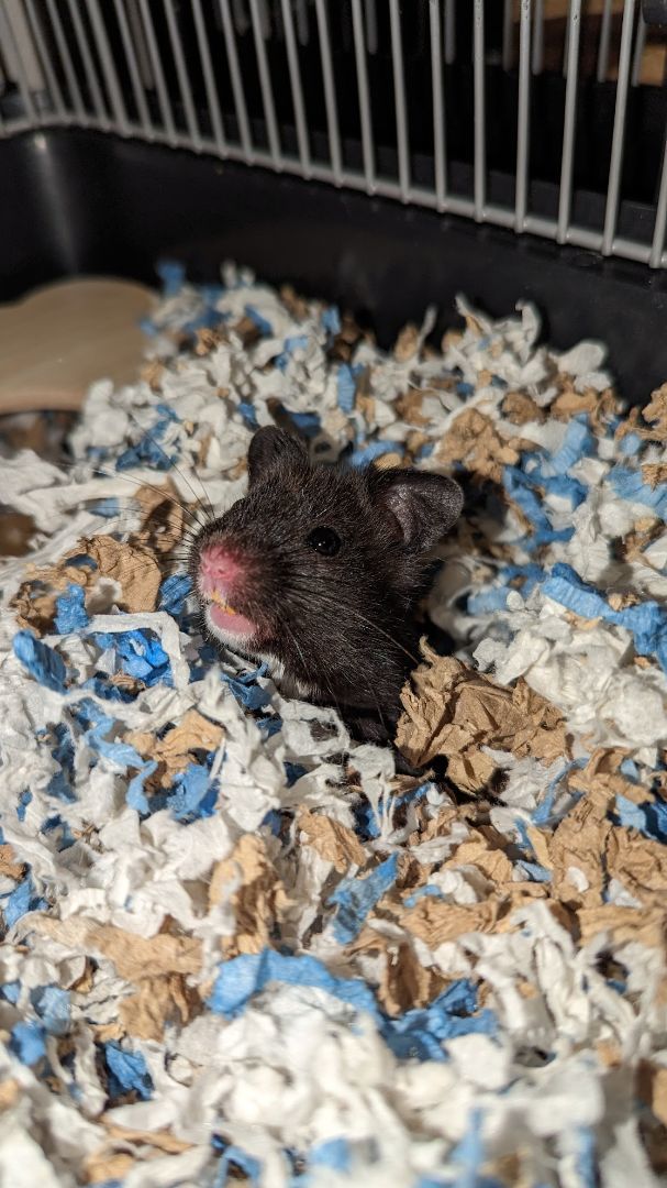 Enlarge Lemmy, a Adopted Hamster in Kent, WA image 2/4