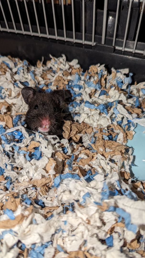 Enlarge Lemmy, a Adopted Hamster in Kent, WA image 3/4
