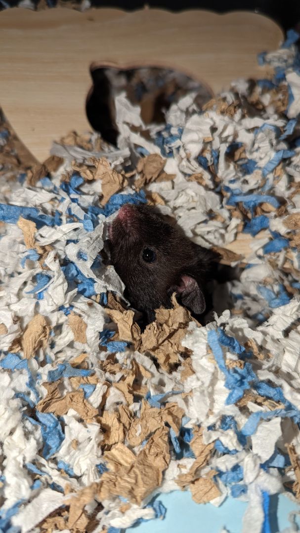 Enlarge Lemmy, a Adopted Hamster in Kent, WA image 4/4