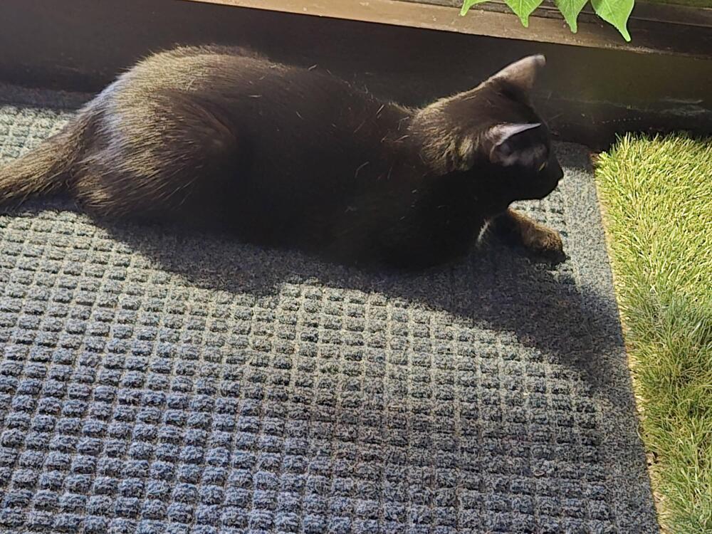 Evelyn, Adoptable, Young Female Domestic Short Hair.