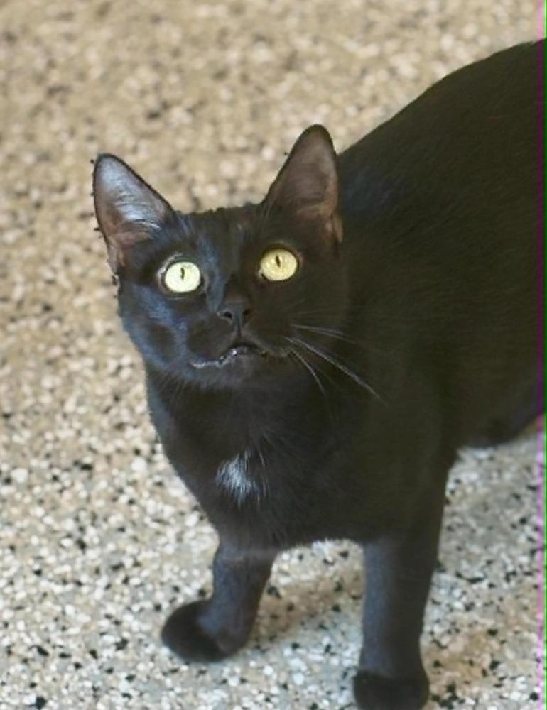 Evelyn, a Adoptable mixed breed in Plymouth, MN image 3/6
