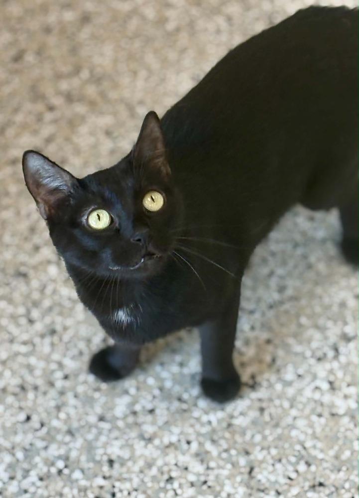 Evelyn, a Adoptable mixed breed in Plymouth, MN image 6/6