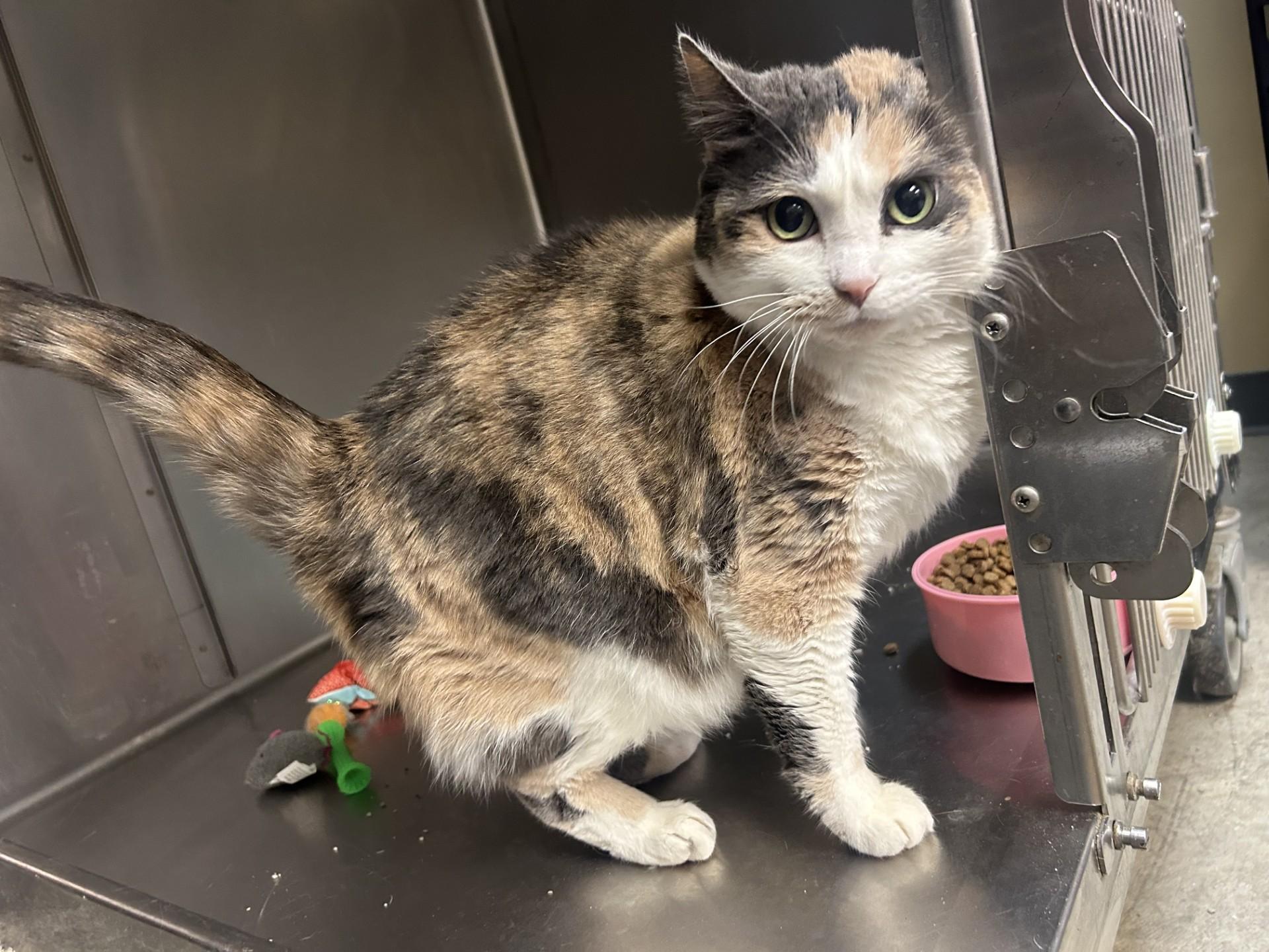 Enlarge Patty patty , a ADOPTABLE Domestic Short Hair in Harrisonville, MO image 1/1