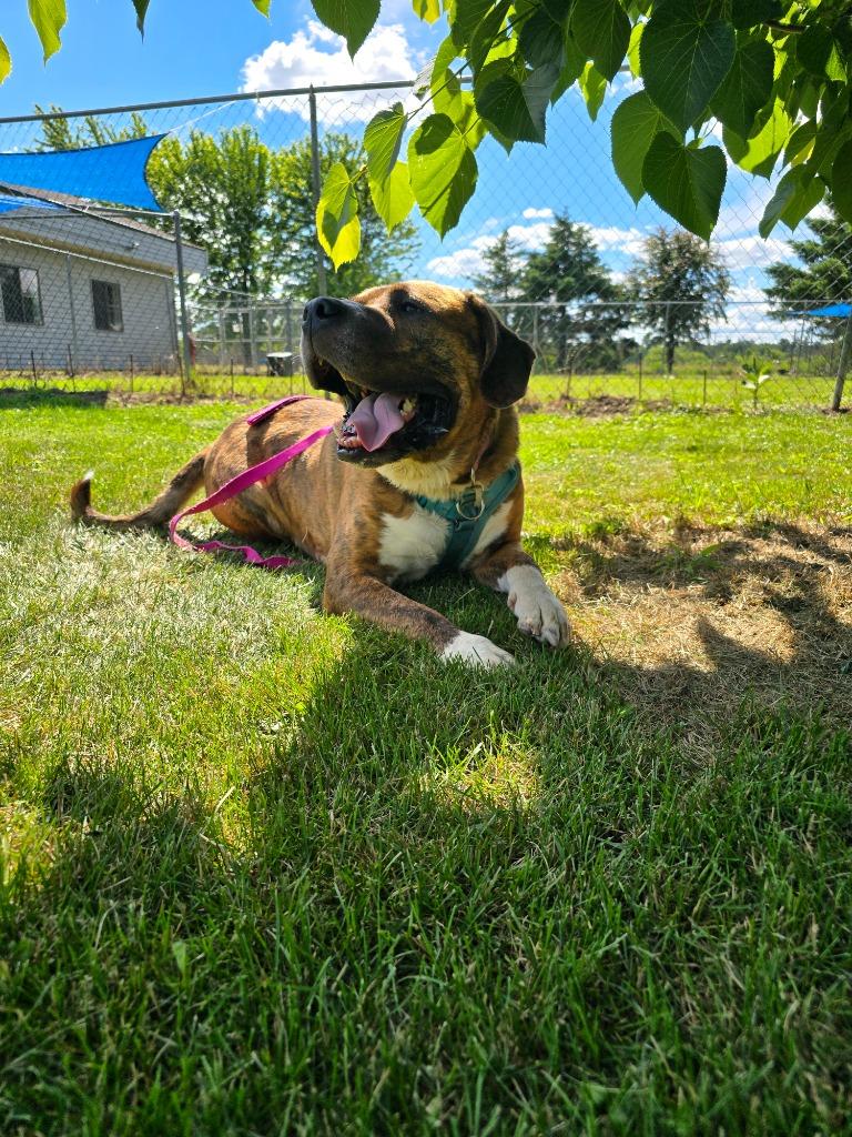 Enlarge Sully, a Adoptable mixed breed in Barron, WI image 1/6