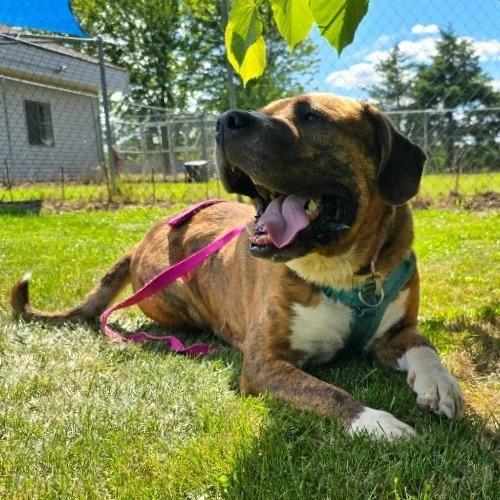 Enlarge Sully, a Adoptable mixed breed in Barron, WI image 2/6
