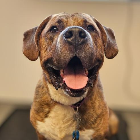 Sully, Adoptable, Young Male Mastiff & Mixed Breed.