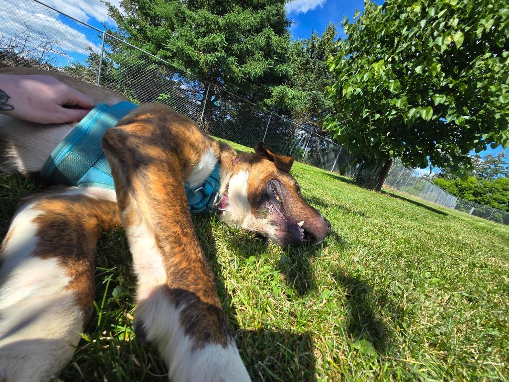 Enlarge Sully, a Adoptable mixed breed in Barron, WI image 5/6