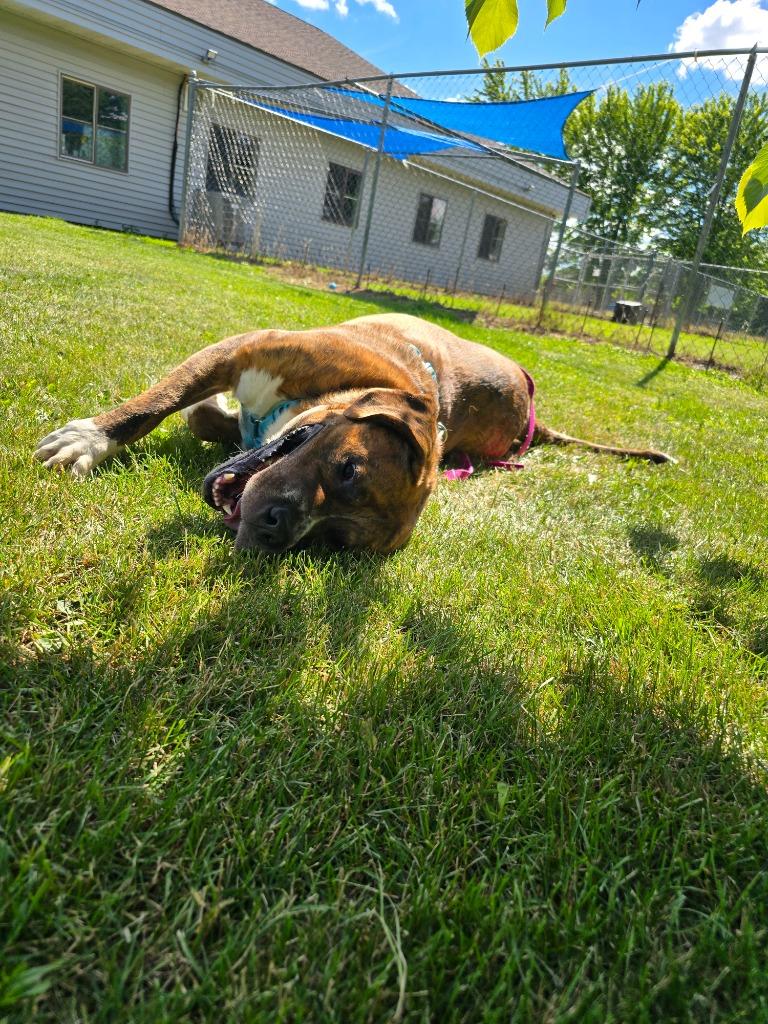 Enlarge Sully, a Adoptable mixed breed in Barron, WI image 6/6