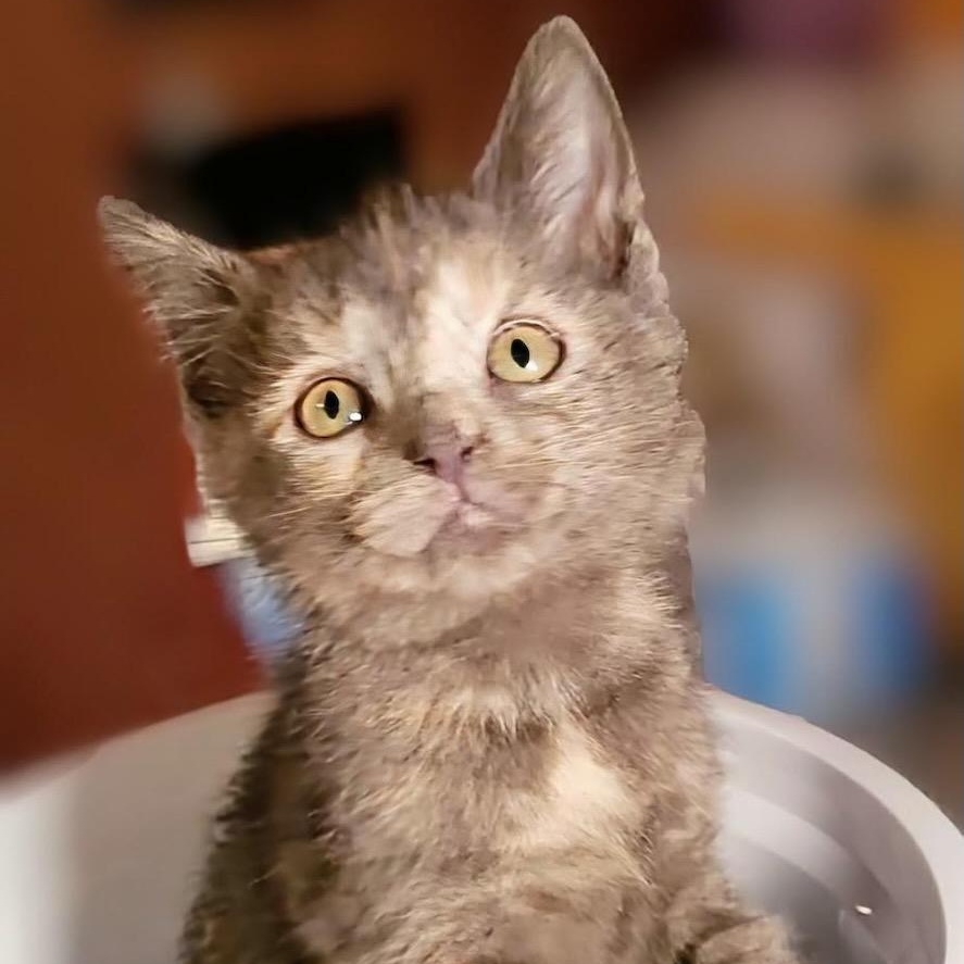 Enlarge Foster Salsa, a Adoptable Domestic Short Hair in Batavia, NY image 1/1