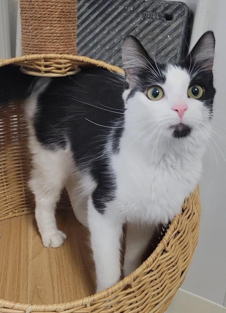 Champagne, Adoptable, Kitten Female Domestic Medium Hair.