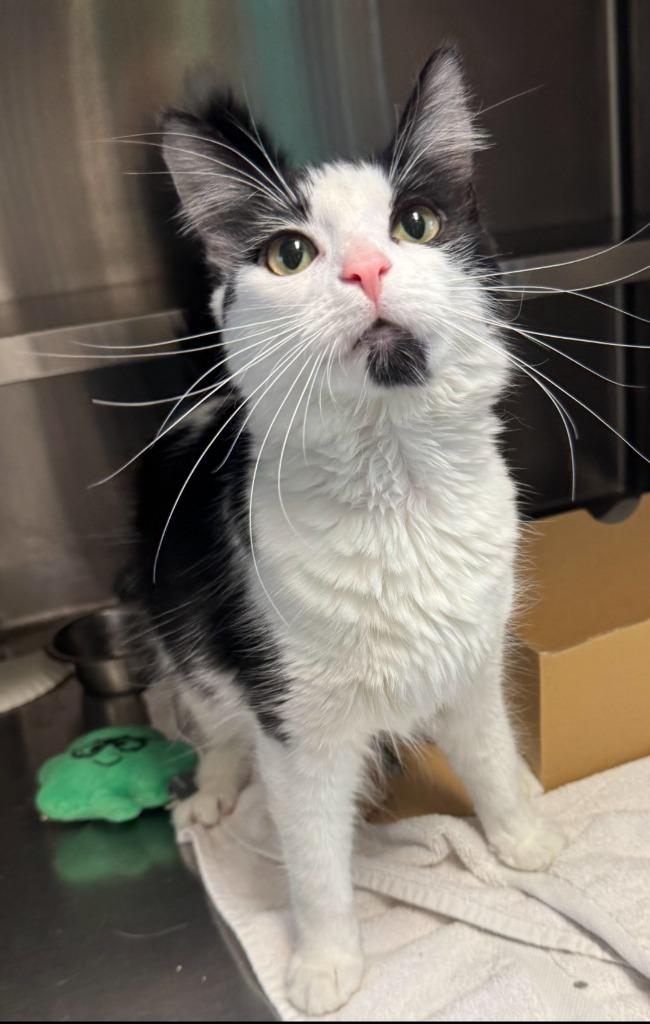 Champagne, a Adoptable mixed breed in Sandusky, OH image 2/2