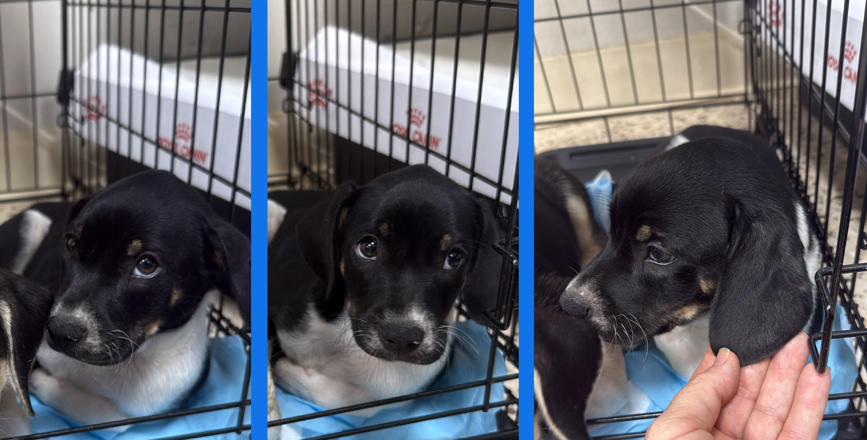 Sausage, adopted, Puppy Male Chihuahua & Beagle.
