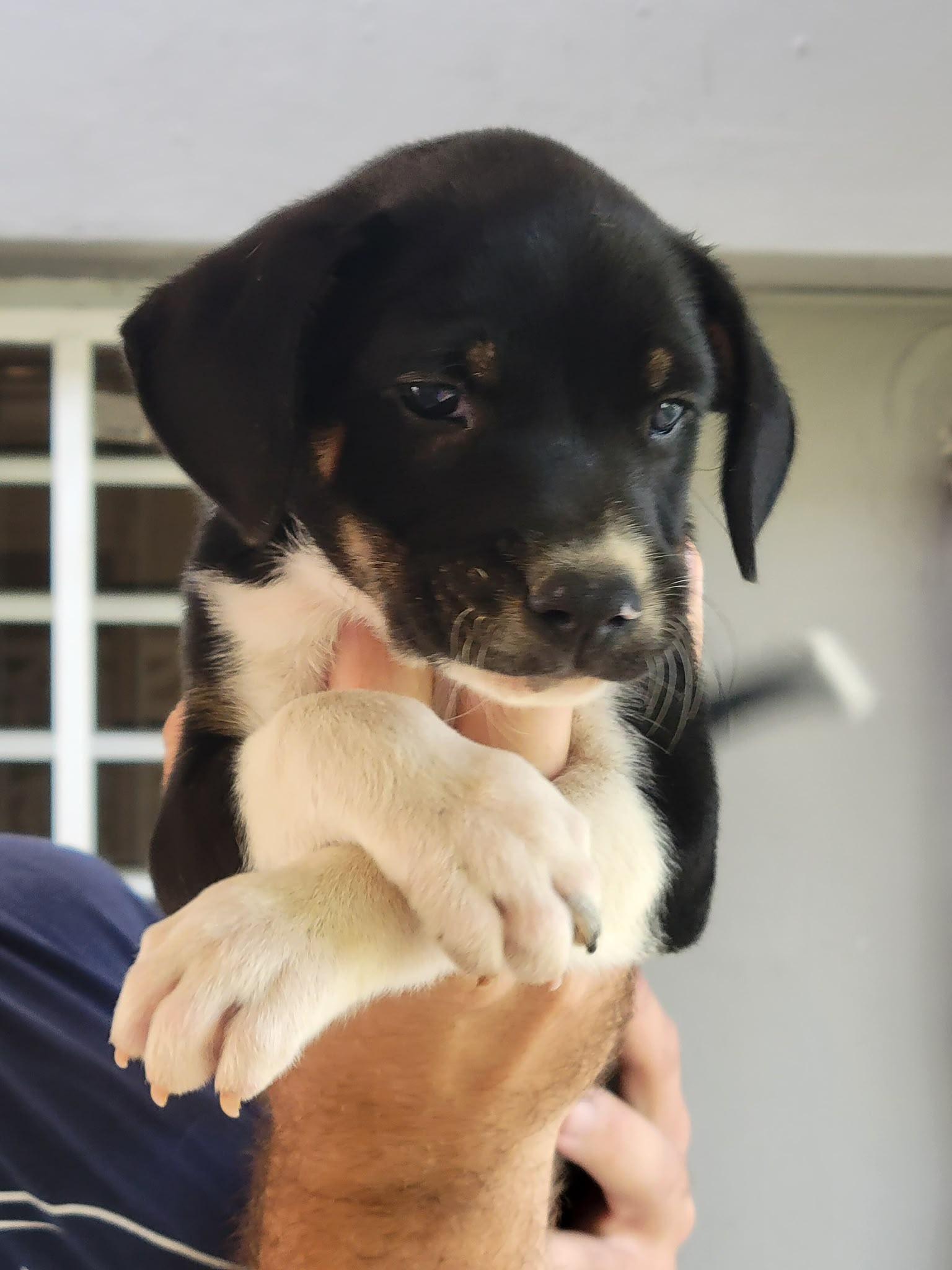 Sausage, an adopted mixed breed in Orlando, FL image 3/3