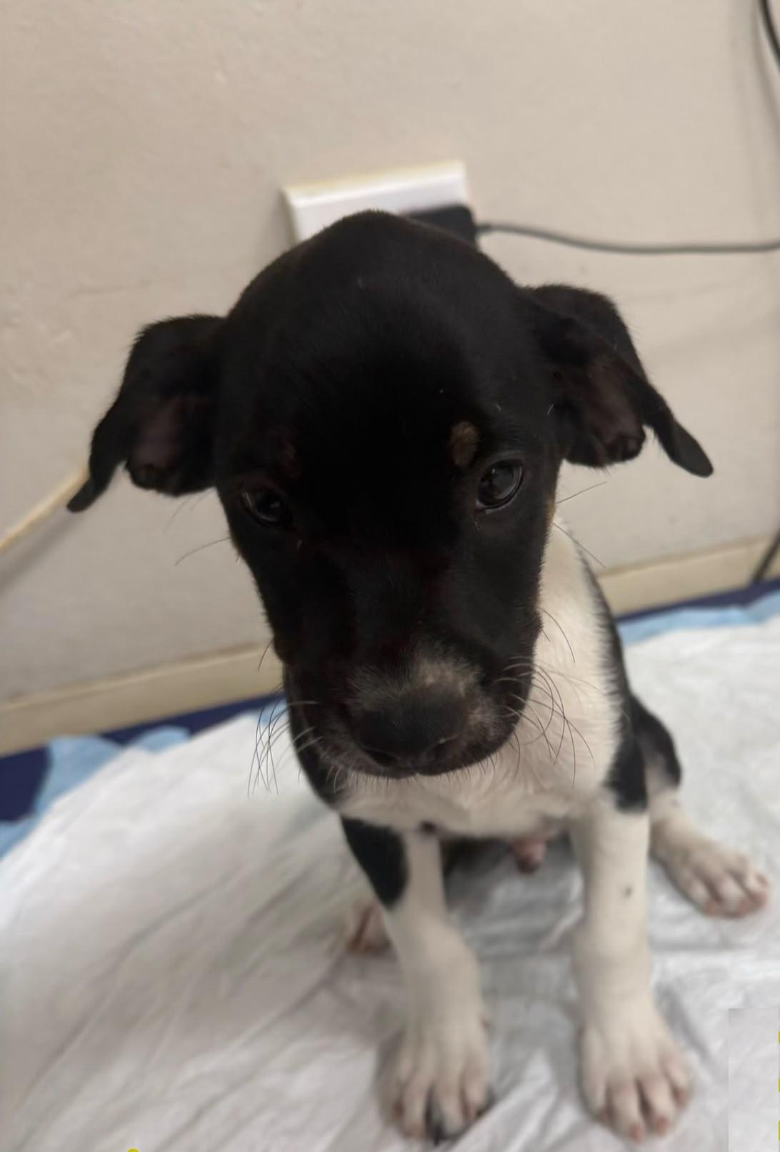 Sausage, an adopted mixed breed in Orlando, FL image 2/3
