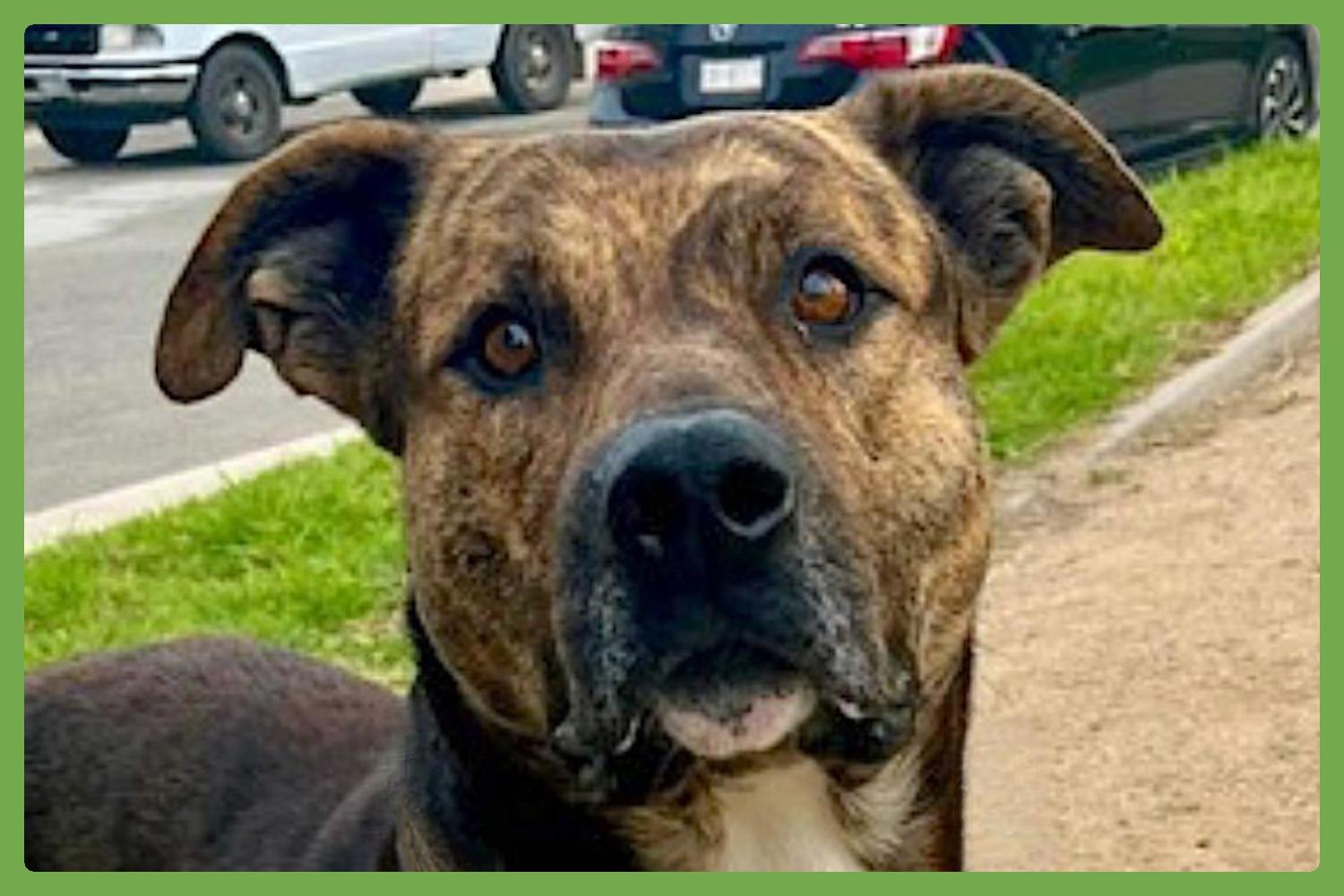 Enlarge Tigre, an adopted mixed breed in San Diego, CA image 5/6