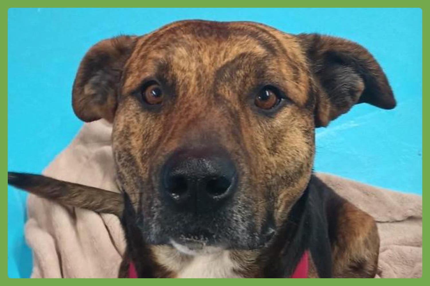 Tigre, adopted, Adult Male Shepherd & Hound.