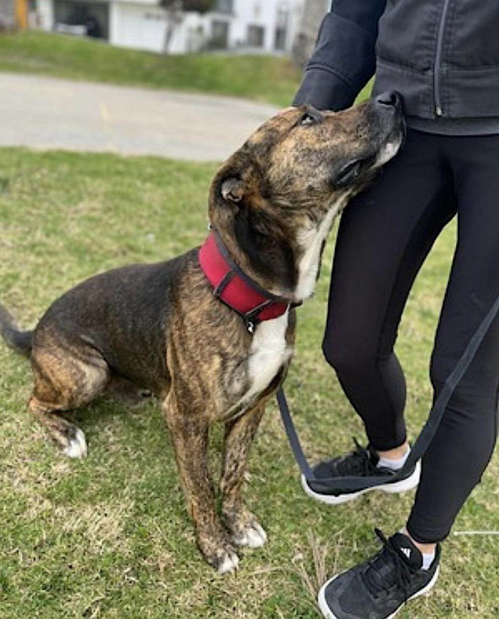 Enlarge Tigre, an adopted mixed breed in San Diego, CA image 4/6